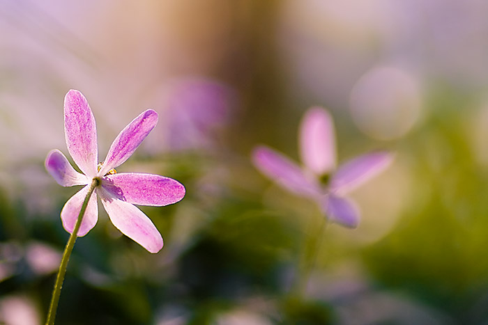 My Friend, My Flower