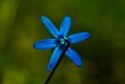 Blue star