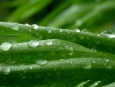 Drops of rain on leaf