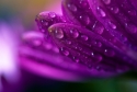 Macro Flower