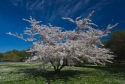 Swedish Spring Tree